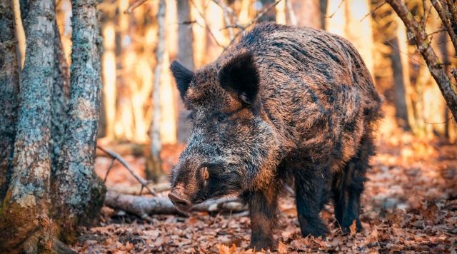 4 Safety Tips For Hunting in Hot Weather