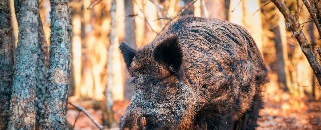 4 Safety Tips For Hunting in Hot Weather