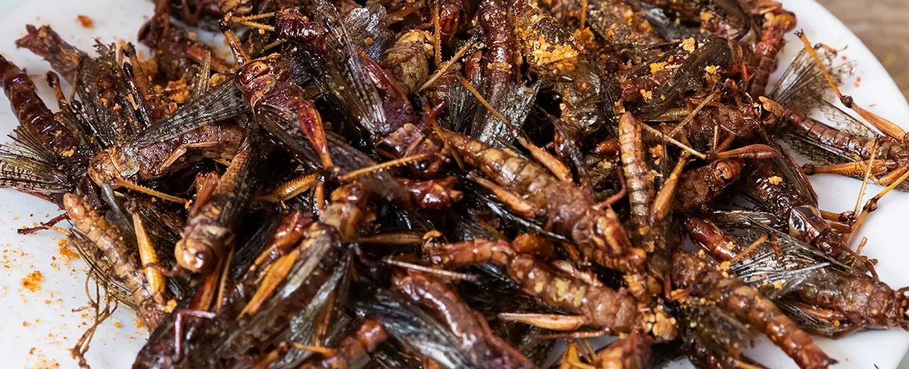 CBS segment highlights how adding bugs to the food system 'could be a game-changer' to fight climate change