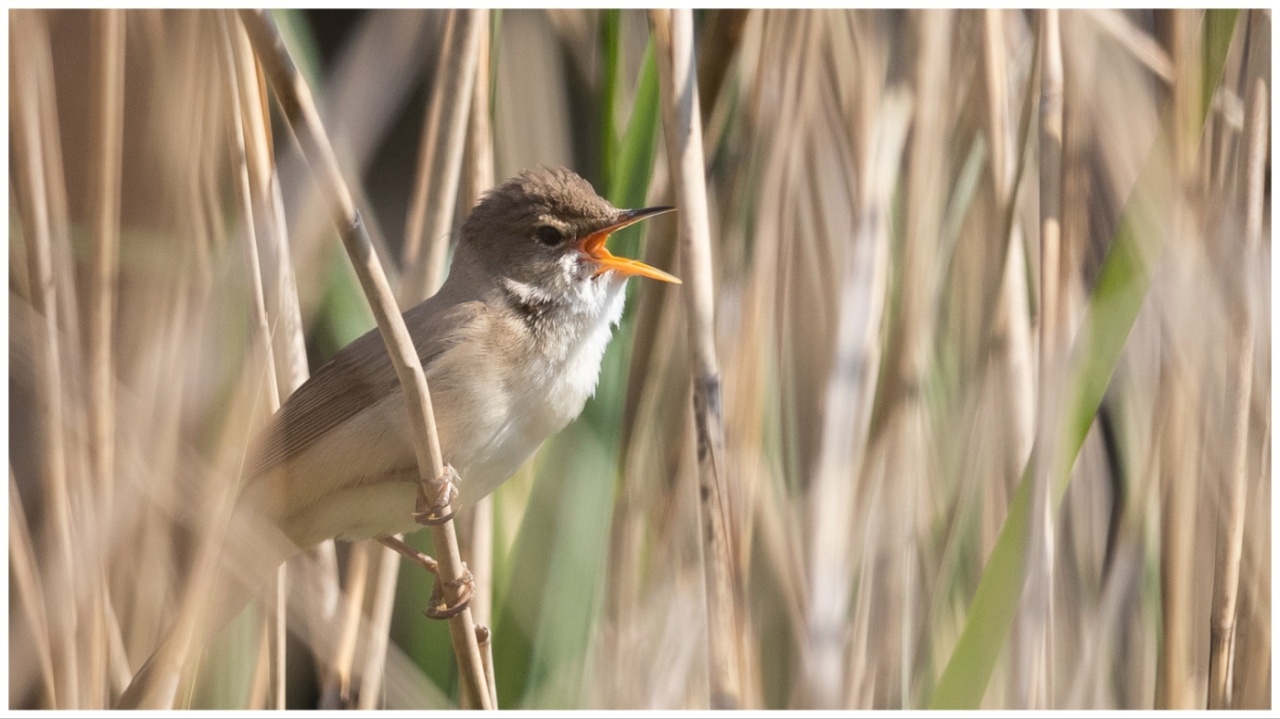 Big birds are having fewer chicks as climate changes