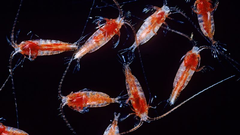 Life in ocean's 'twilight zone' threatened by climate change