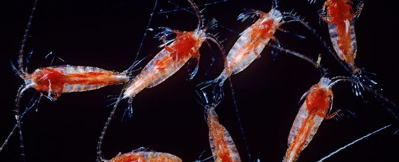 Life in ocean's 'twilight zone' threatened by climate change