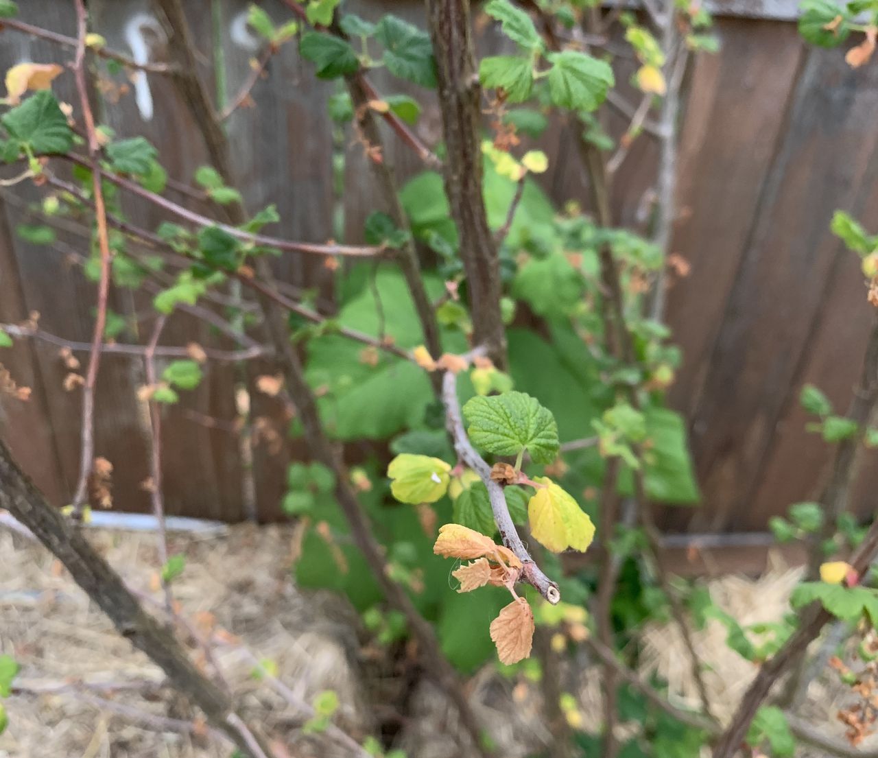 Ask Extension expert: Effects of spring’s extreme weather still pressuring plants into summer