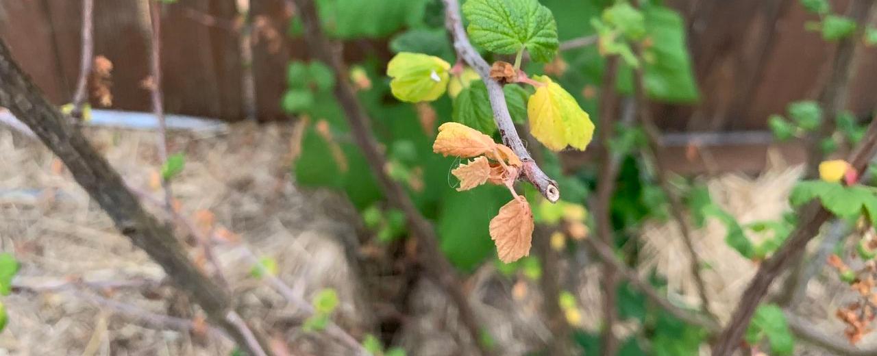 Ask Extension expert: Effects of spring’s extreme weather still pressuring plants into summer