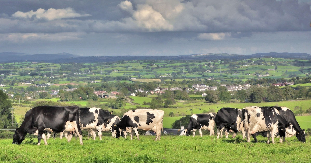 Ireland Looking To Kill 200,000 Cows To Fight Climate Change; Are US Herds Next?