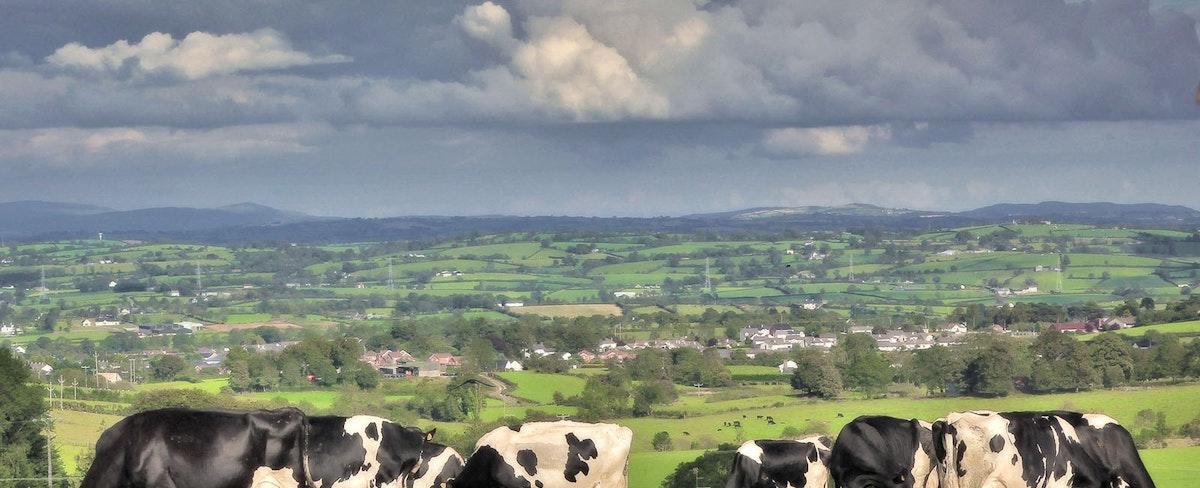 Ireland Looking To Kill 200,000 Cows To Fight Climate Change; Are US Herds Next?