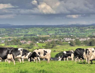 Ireland Looking To Kill 200,000 Cows To Fight Climate Change; Are US Herds Next?