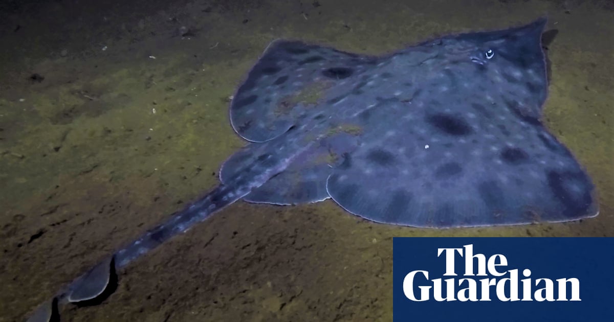 Scientists warn Maugean skate, Tasmania’s ‘thylacine of the sea’, one extreme weather event from extinction