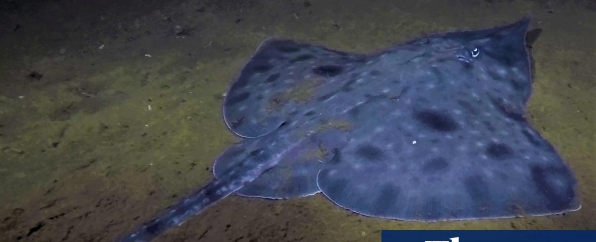 Scientists warn Maugean skate, Tasmania’s ‘thylacine of the sea’, one extreme weather event from extinction