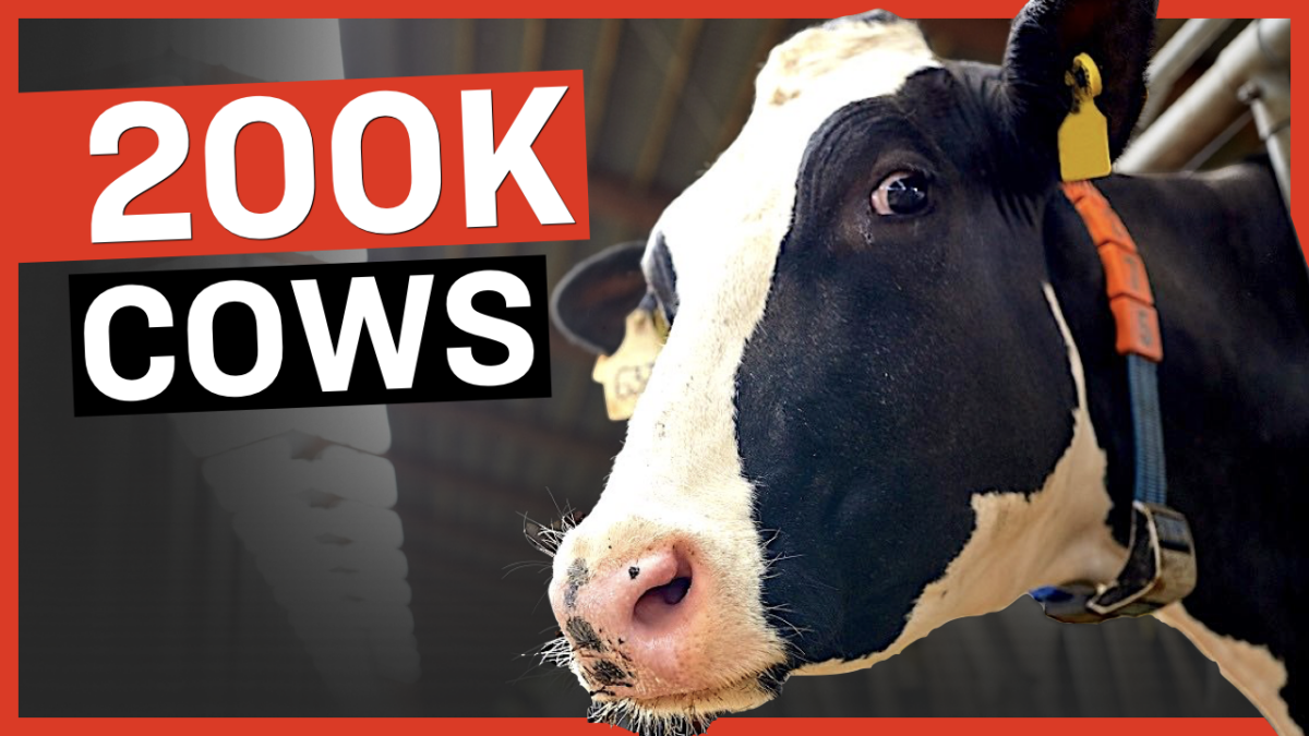 Government Plan to Kill 200,000 Cows to ‘Fight Climate Change’