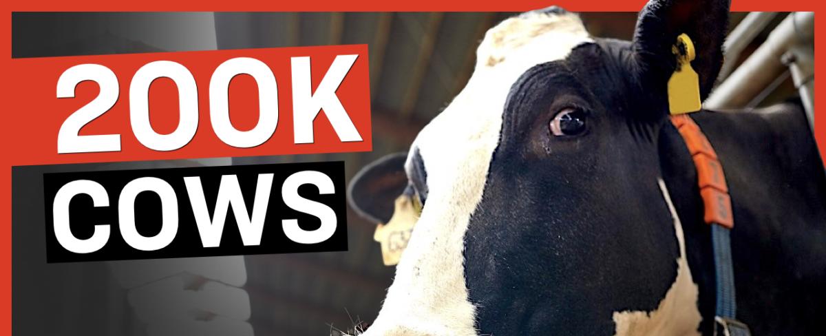 Government Plan to Kill 200,000 Cows to ‘Fight Climate Change’