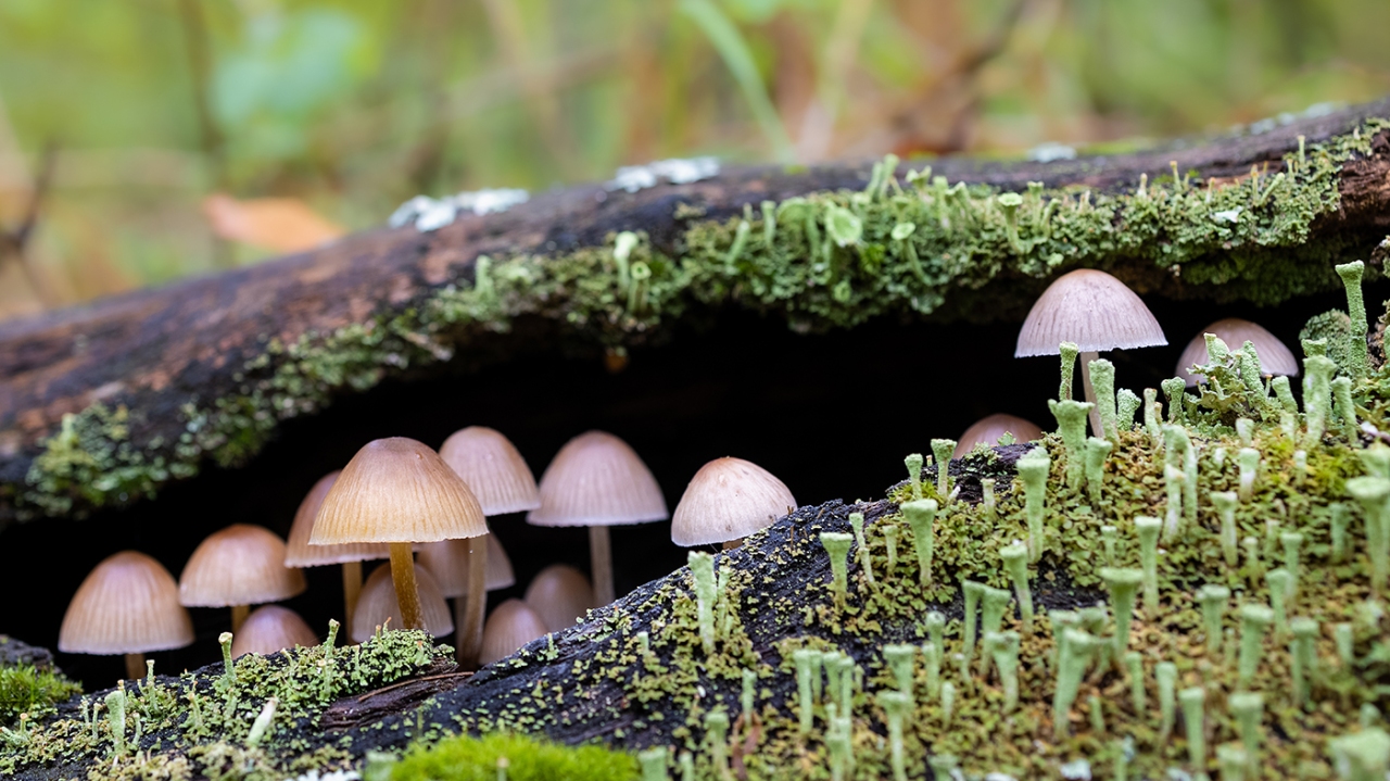 Fungi may offer ‘jaw-dropping’ solution to climate change