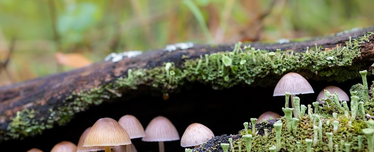 Fungi may offer ‘jaw-dropping’ solution to climate change