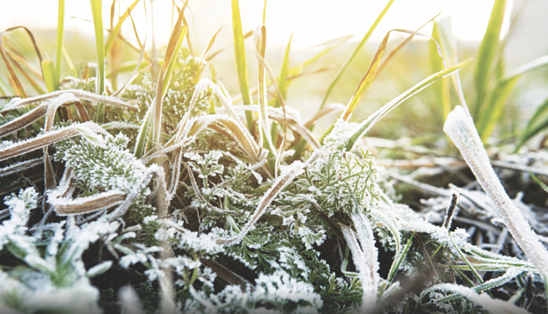 May freeze: With late-season frost a possibility, experts give severe weather safety tips