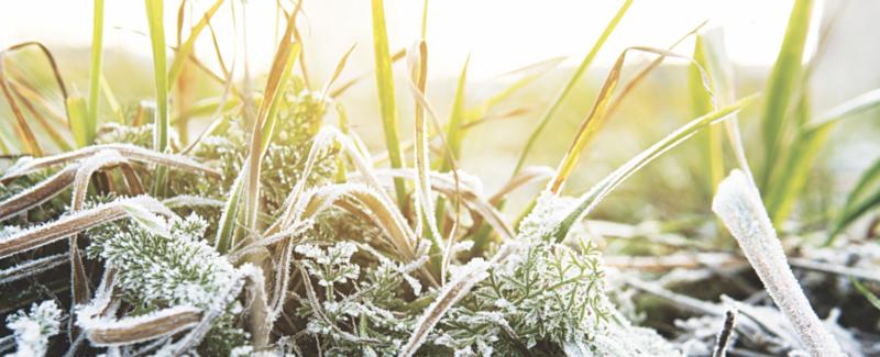 May freeze: With late-season frost a possibility, experts give severe weather safety tips