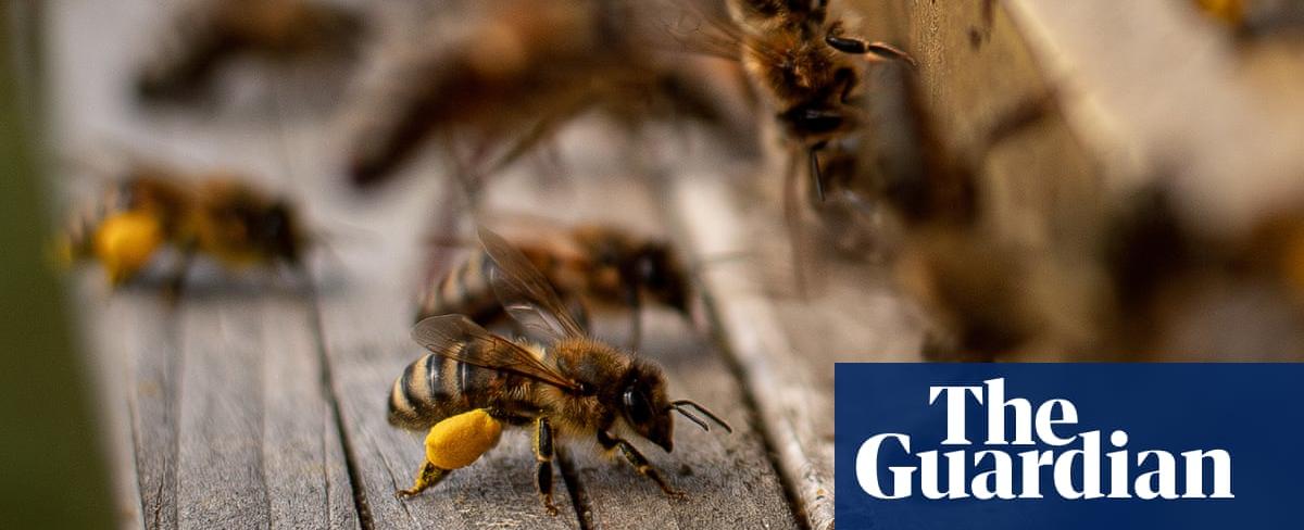 US honeybees suffer second deadliest season on record