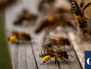 US honeybees suffer second deadliest season on record