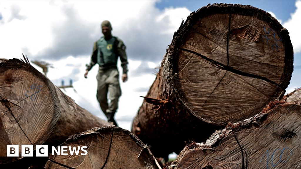 Climate change: Deforestation surges despite pledges