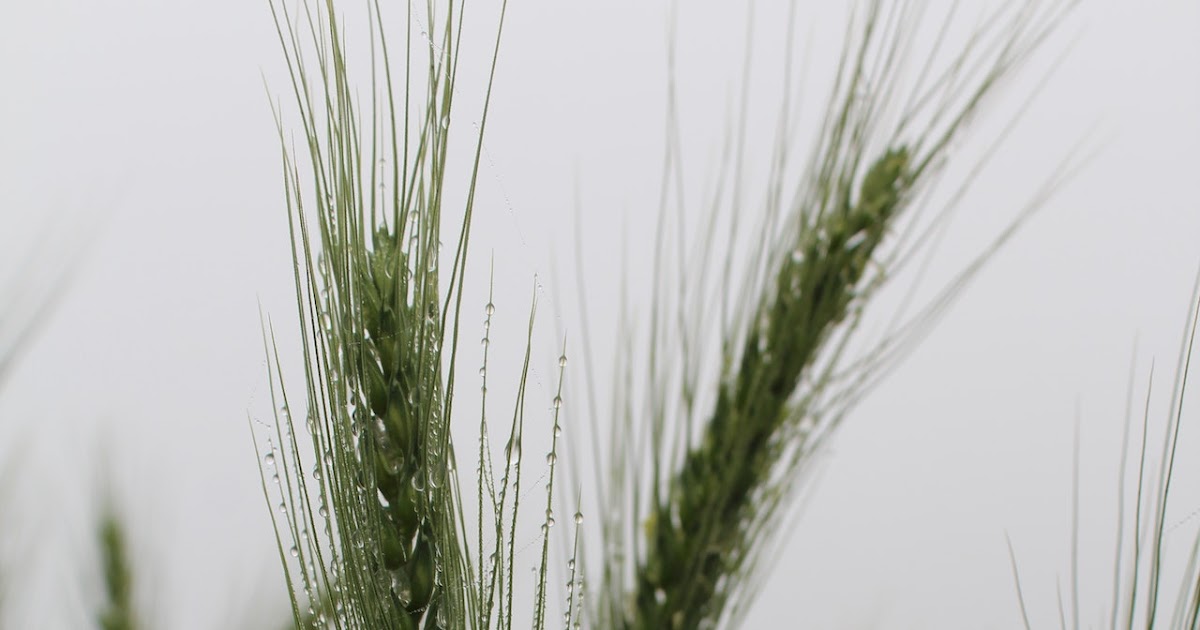 Global warming is driving extreme weather and food scarcity faster than predicted