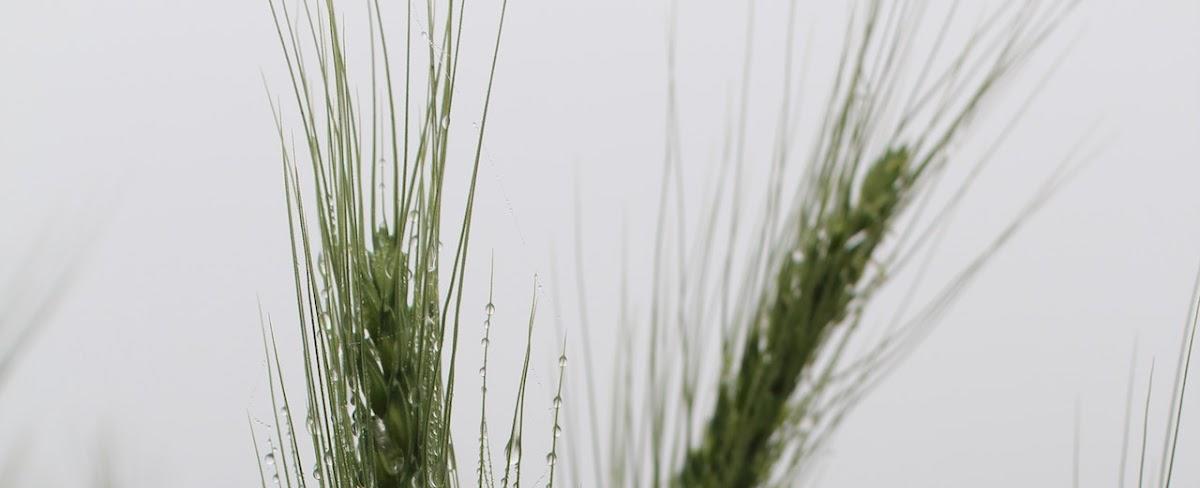 Global warming is driving extreme weather and food scarcity faster than predicted