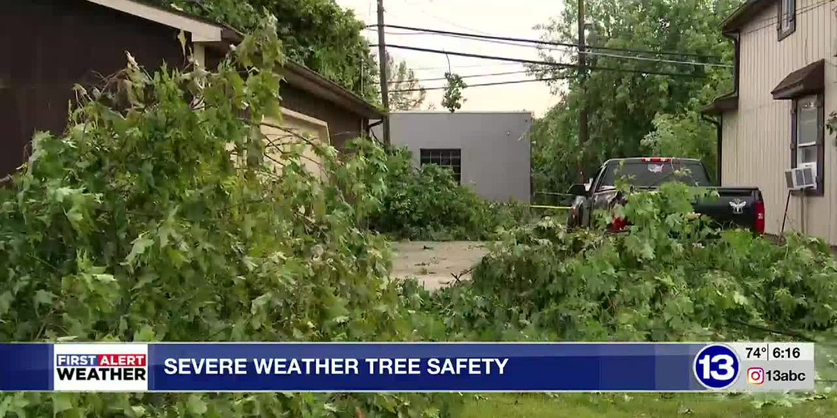 Arborist shares severe weather tree safety tips after storms hit the area