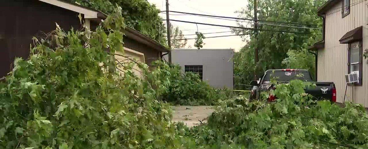 Arborist shares severe weather tree safety tips after storms hit the area