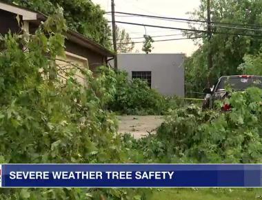 Arborist shares severe weather tree safety tips after storms hit the area