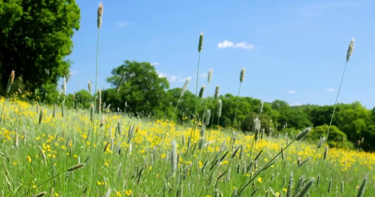 Allergy season becoming longer and stronger due to climate change