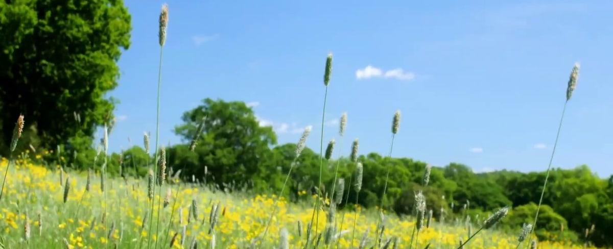 Allergy season becoming longer and stronger due to climate change