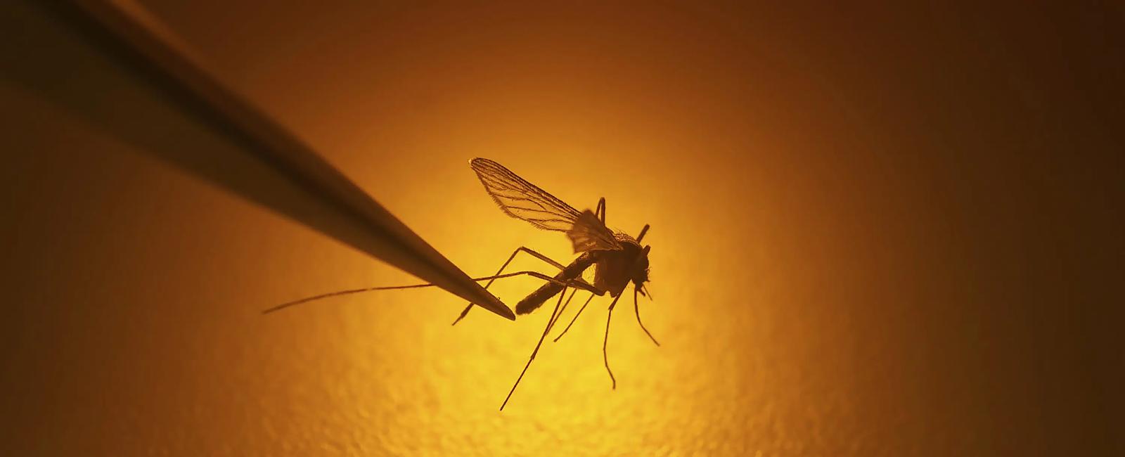 Climate change leads to growing risk of mosquito-borne viral diseases, EU agency says