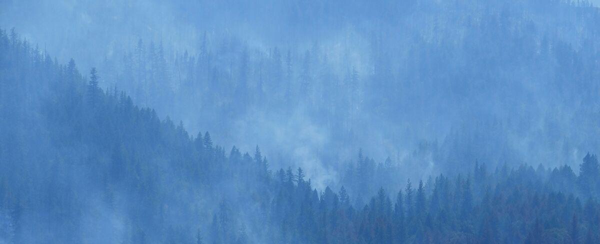 US Forests Are Failing to Keep Up With Climate Change