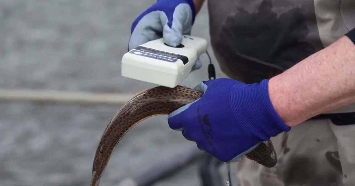 This Week in Fish and Wildlife: FWP shares how fish were affected by the floods