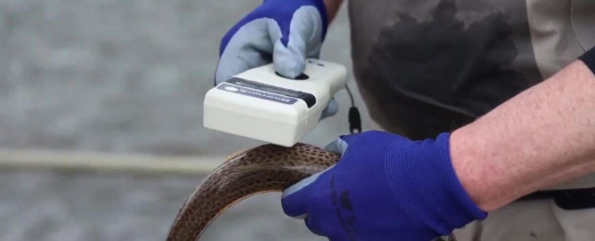 This Week in Fish and Wildlife: FWP shares how fish were affected by the floods