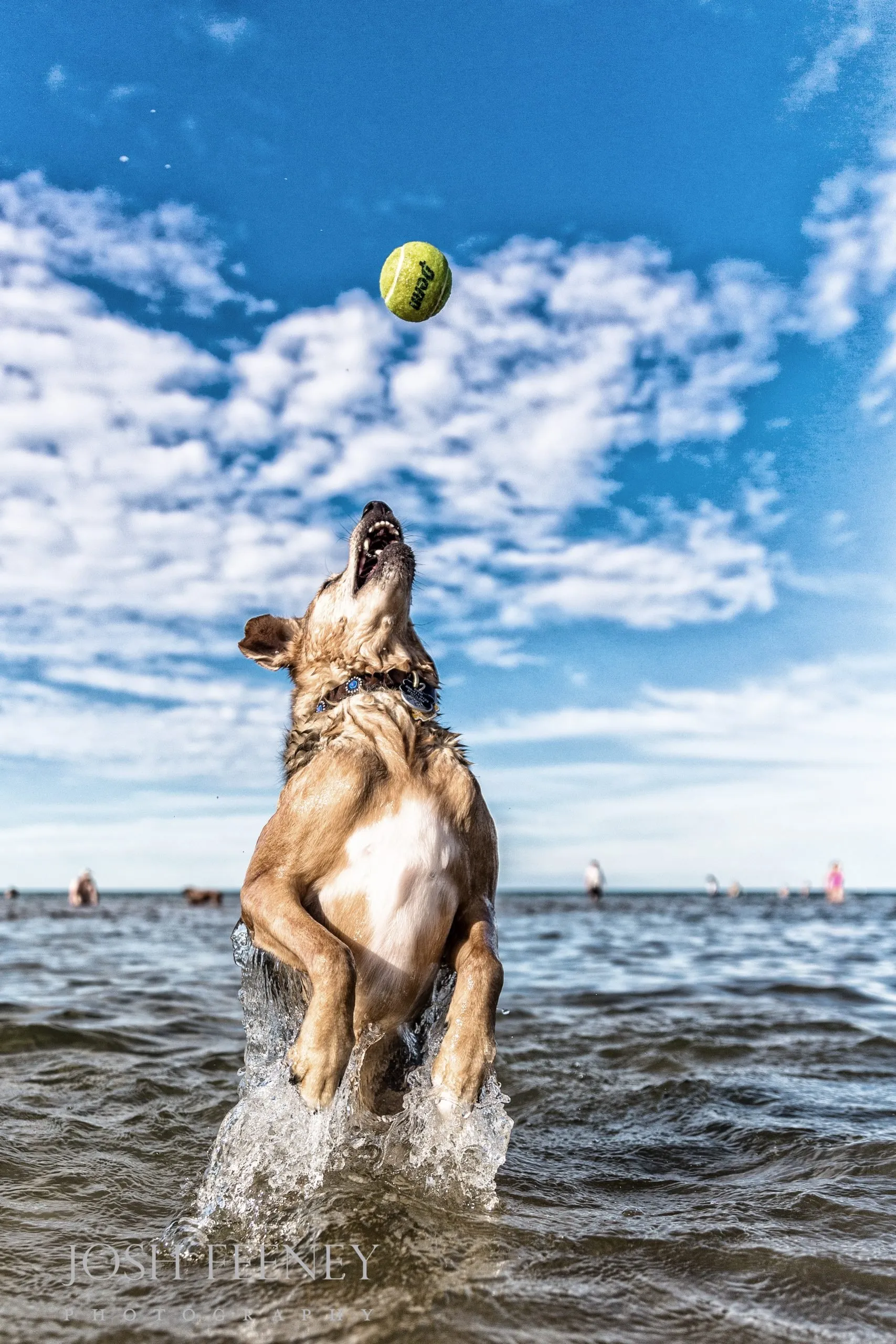 10 tips on pet safety and avoiding heat stroke in hot weather