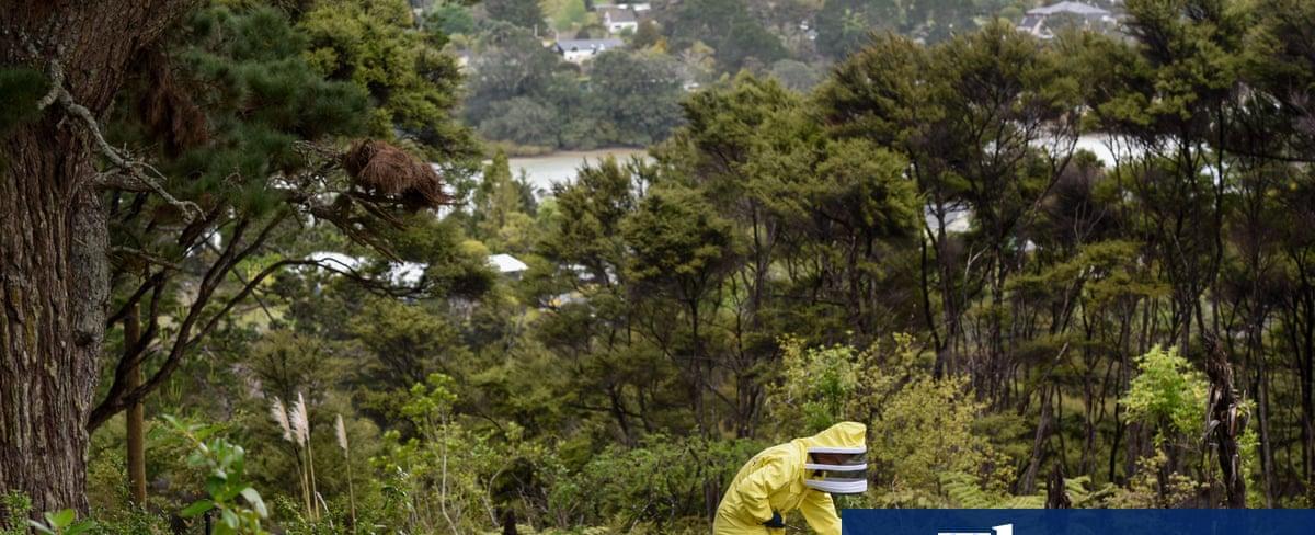 Cyclone damage shows New Zealand’s beekeepers are unprepared for climate change