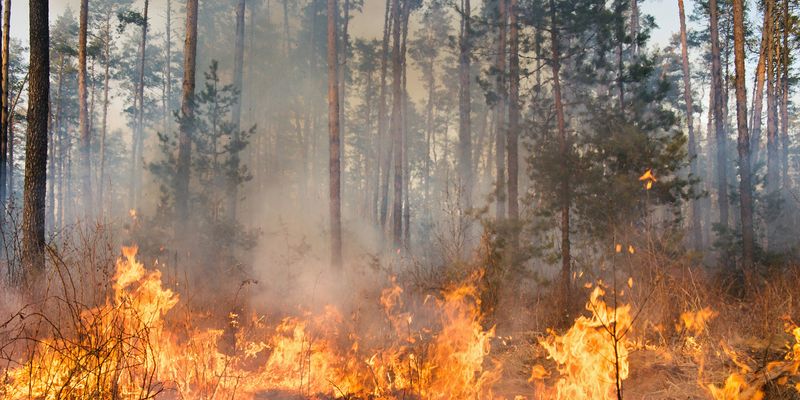 Wildfires in 2021 Emitted a Record-Breaking Amount of Carbon Dioxide
