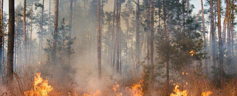 Wildfires in 2021 Emitted a Record-Breaking Amount of Carbon Dioxide