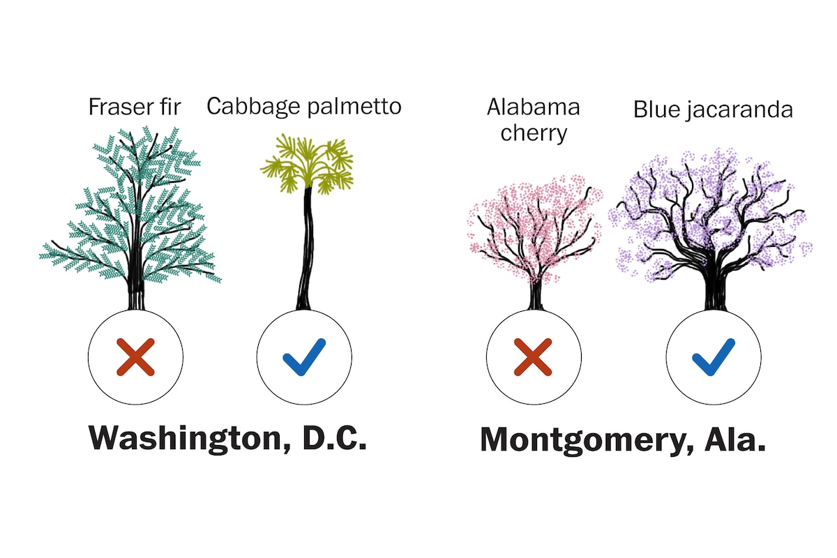 How climate change could affect which trees grow near you