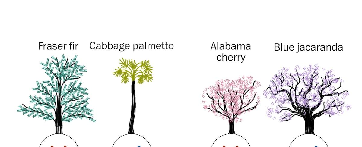 How climate change could affect which trees grow near you