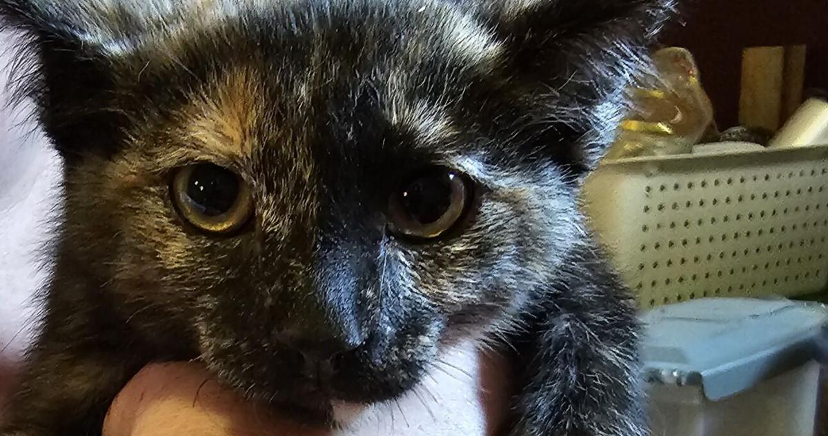 SOLAS: Weather preparedness and your pets