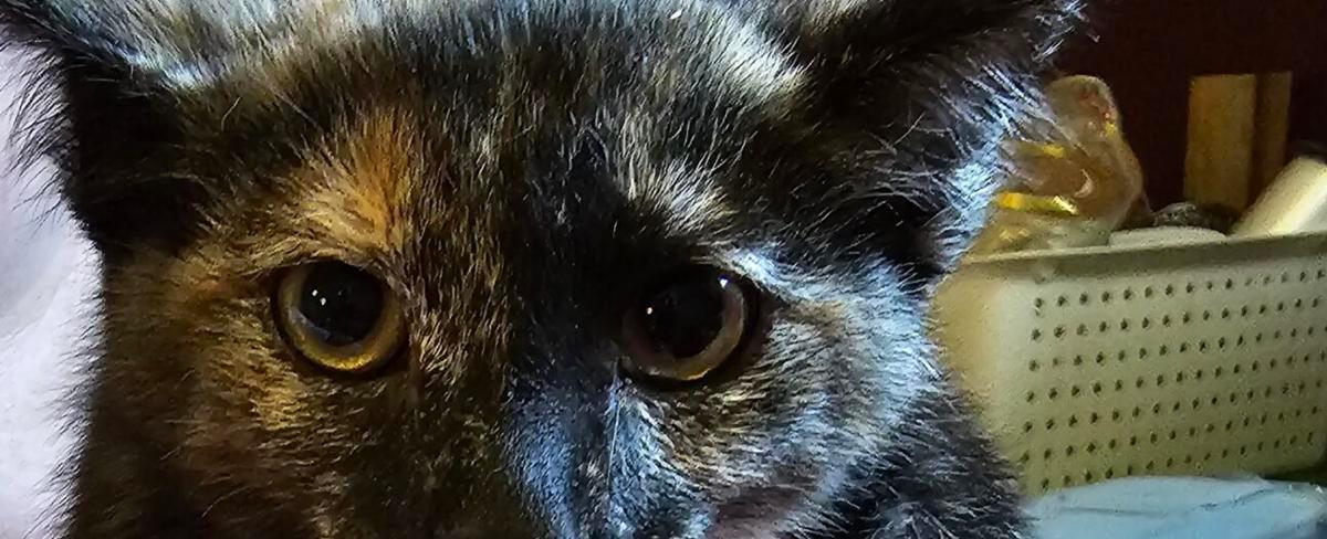 SOLAS: Weather preparedness and your pets