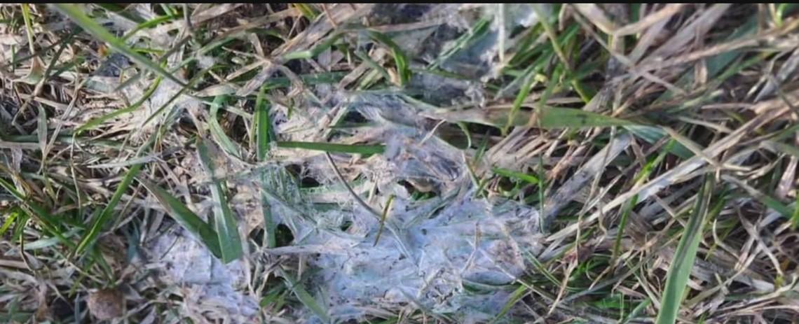 Experts say climate change is making allergy season worse