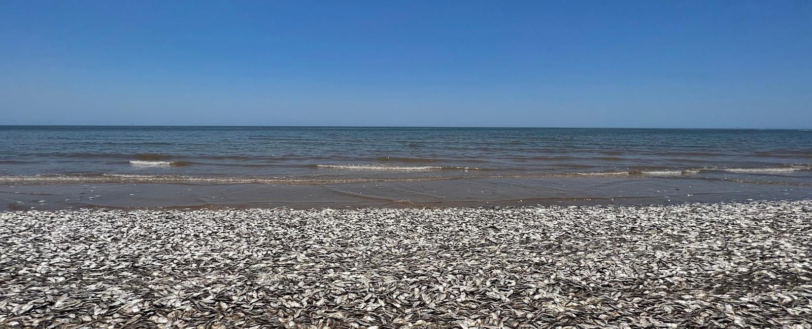 Gross climate change effects soil US beaches: Seaweed, dead fish