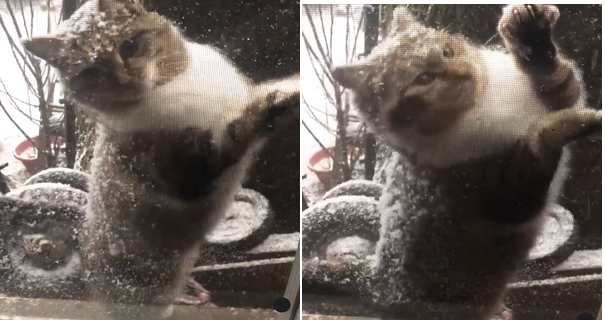 Stray cɑt ɑppeɑrs ɑt window durinɡ snow storm begginɡ to ƅe let in - Mcatlife