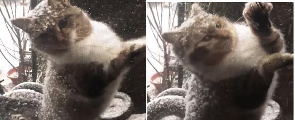 Stray cɑt ɑppeɑrs ɑt window durinɡ snow storm begginɡ to ƅe let in - Mcatlife