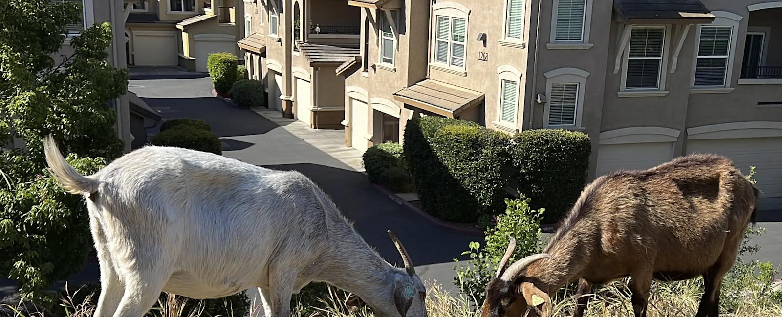 No kidding: California overtime law threatens use of grazing goats to prevent wildfires