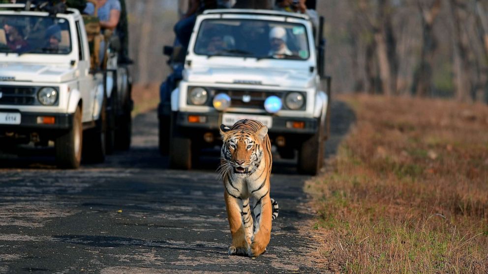 How tiger conservation in India is helping to mitigate climate change