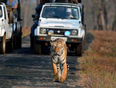 How tiger conservation in India is helping to mitigate climate change