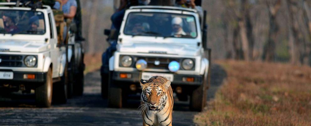 How tiger conservation in India is helping to mitigate climate change
