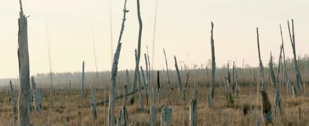 "Ghost forests" along U.S. coasts are a haunting indicator of climate change